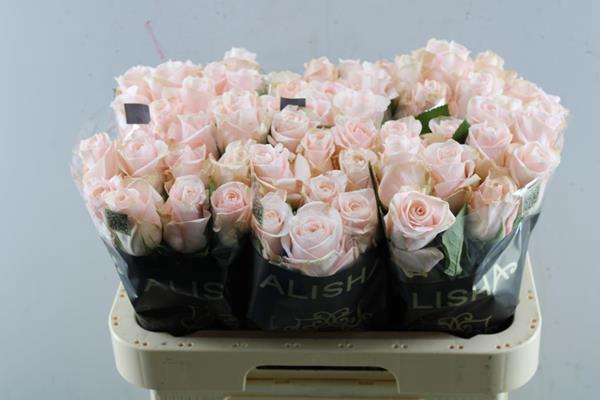 <h4>R Gr Pomarosa L60</h4>