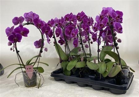 <h4>Phal Ov Paars Bog 2 Branches 16+</h4>