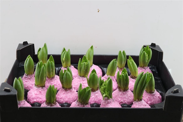 Wax Hyacinth Korrel Baby Roze