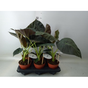 Alocasia  'Regal Shields'