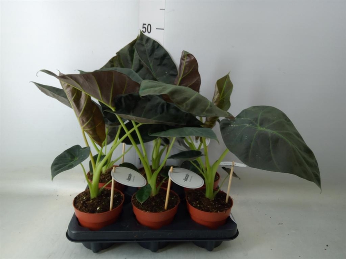 <h4>Alocasia 'Regal Shields'</h4>