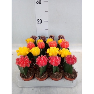 Gymnocalycium mihanov. 'Japan'  mix