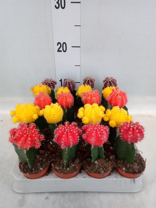 <h4>Gymnocalycium mihanov. 'Japan'  mix</h4>