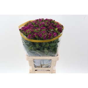 Di Barb Will Mag Bic