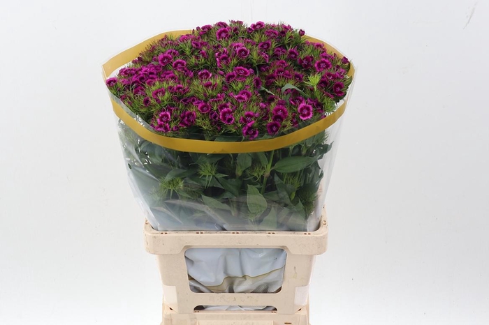 <h4>Di Barb Will Mag Bic</h4>