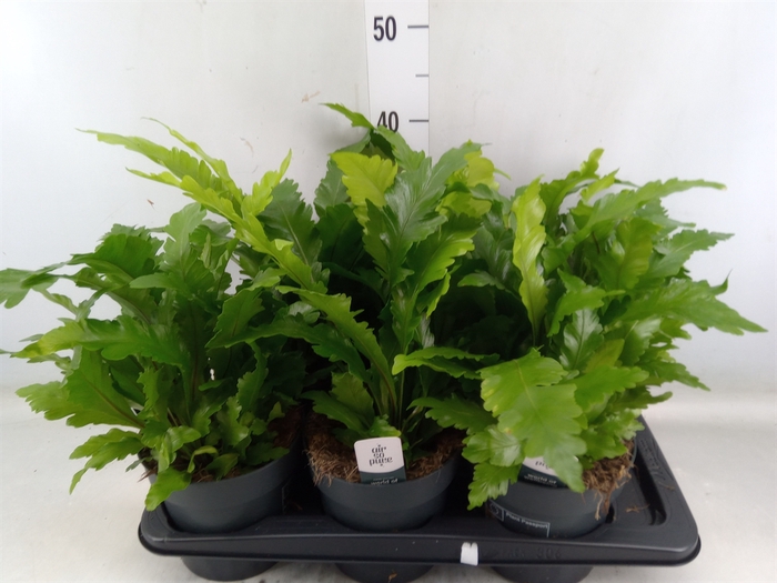 <h4>Asplenium nidus 'Campio'</h4>