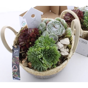 ARR SEMPERVIVUM