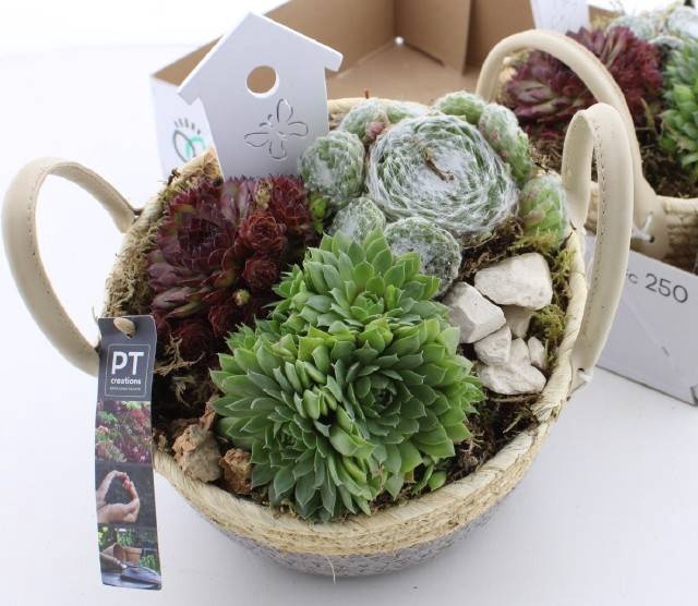<h4>ARR SEMPERVIVUM</h4>