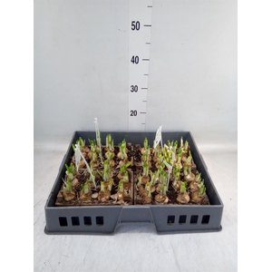 Arr.  Narcissus Tete Tete L%