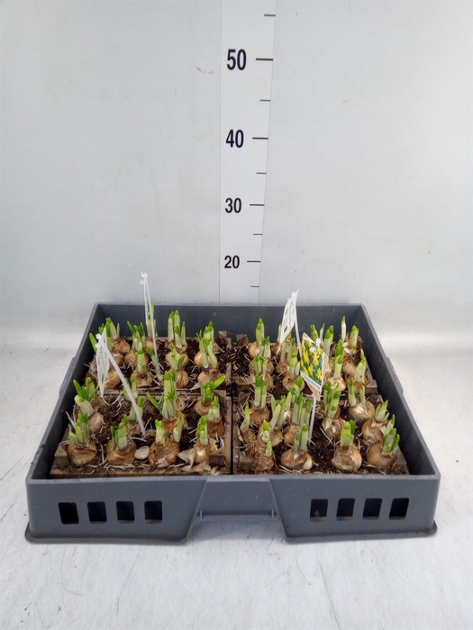 <h4>Arr. Narcissus Tete Tete L%</h4>