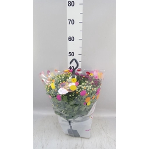 Chrysanthemum  'Skyfall'  ..mix