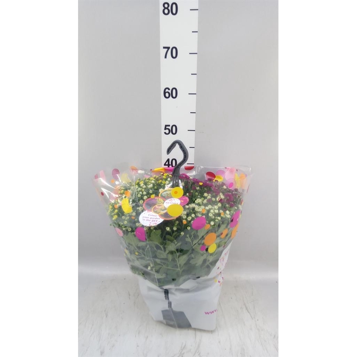 <h4>Chrysanthemum  'Skyfall'  ..mix</h4>