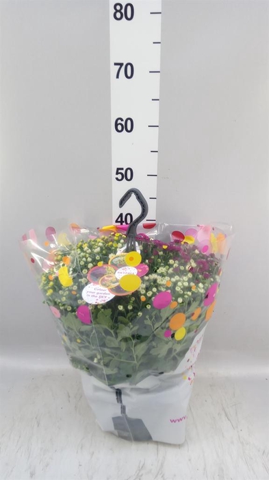 Chrysanthemum  'Skyfall'  ..mix