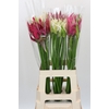 Nerine Mix