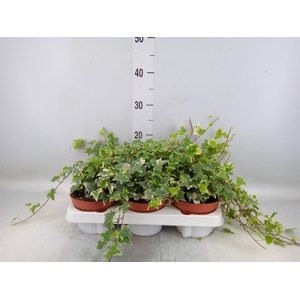 Hedera helix 'Eva'
