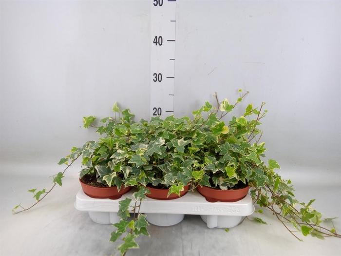 <h4>Hedera helix 'Eva'</h4>