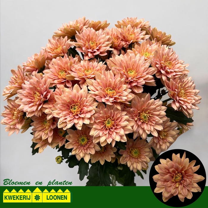 <h4>CHR T BALTICA SALMON</h4>