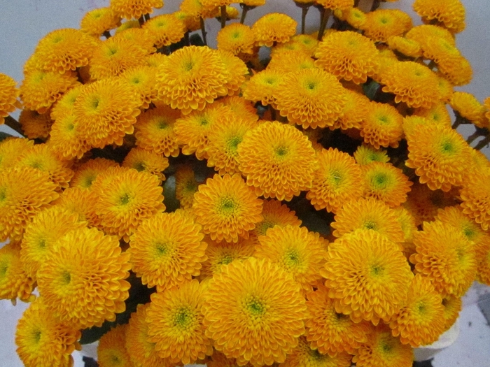 <h4>Chr San Aurinko Oranje</h4>