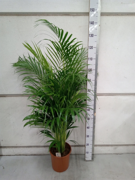 <h4>Dypsis lutescens   ...Chrysalidoca</h4>