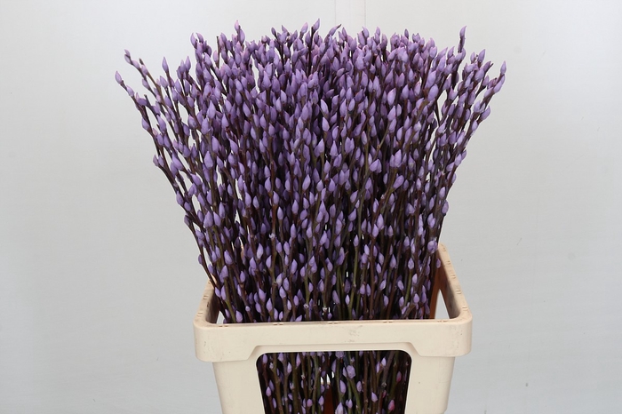 Salix Caprea Snow Flake P. Milka