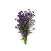 ASTER RADIANTE PLUS 060 CM MIN 20 GRAMAS