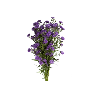 ASTER RADIANTE PLUS 060 CM MIN 20 GRAMAS