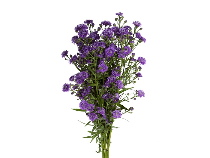 ASTER RADIANTE PLUS 060 CM MIN 20 GRAMAS