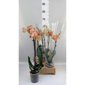 Phalaenopsis   ...