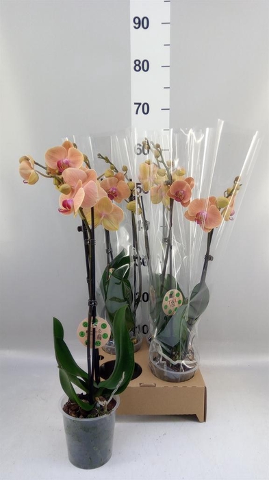 <h4>Phalaenopsis   ...</h4>