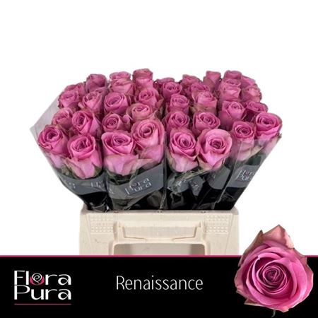 <h4>Rosa a grande fleur Renaissance</h4>