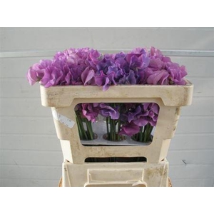 Lathyr Wi Suns Mauve