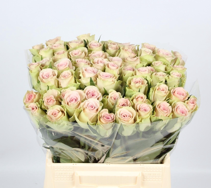 <h4>R GR TRIVIA</h4>