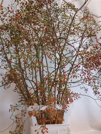 <h4>Rosa Corallo</h4>