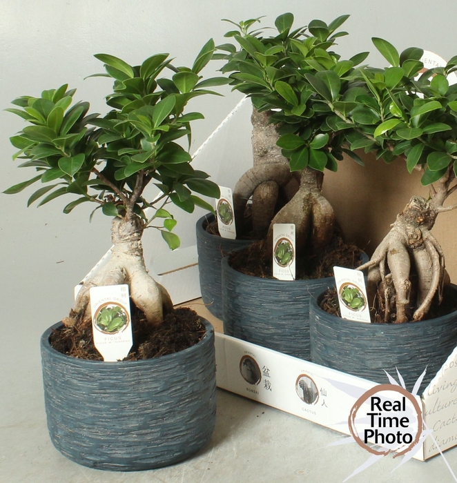 <h4>FIC MI GINSENG</h4>