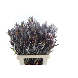 Leucad Fire Flash Spray