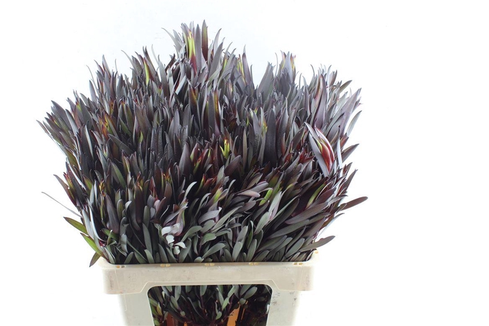 <h4>Leucad Fire Flash Spray</h4>