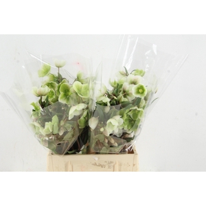 HELL MAGNIFIC BELLS 045CM