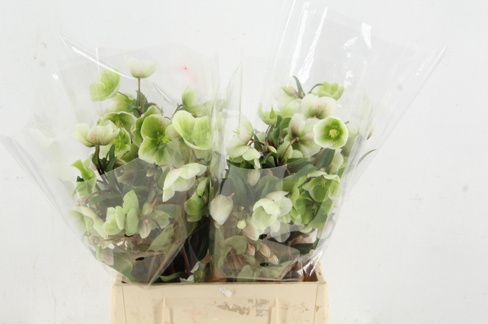 <h4>HELL MAGNIFIC BELLS 045CM</h4>