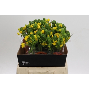 Ornithogalum Dubium Yellow Asa