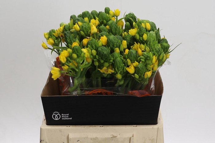 <h4>Ornithogalum Dubium Yellow Asa</h4>