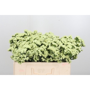 Limonium St Crystal Yellow
