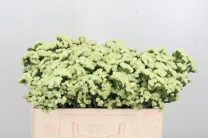 <h4>Limonium St Crystal Yellow</h4>