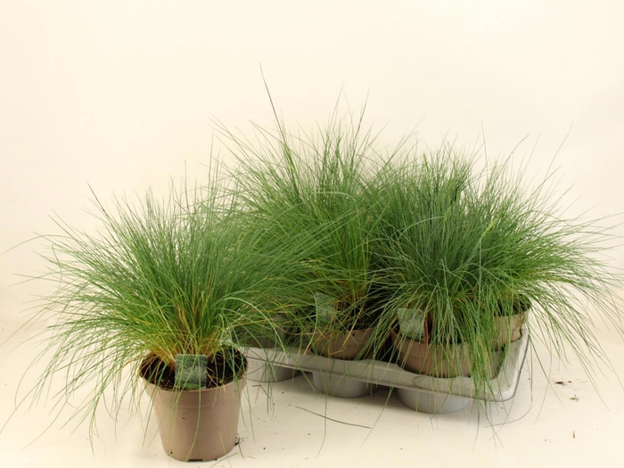 <h4>FEST GLAUCA</h4>