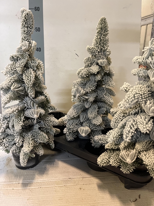 <h4>SNEEUWBOOM H%</h4>