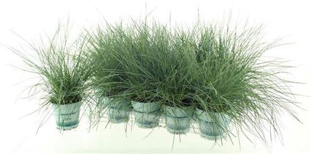 <h4>Festuca Gl Compact Blue</h4>