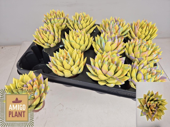 <h4>ECHEV MIRANDA</h4>