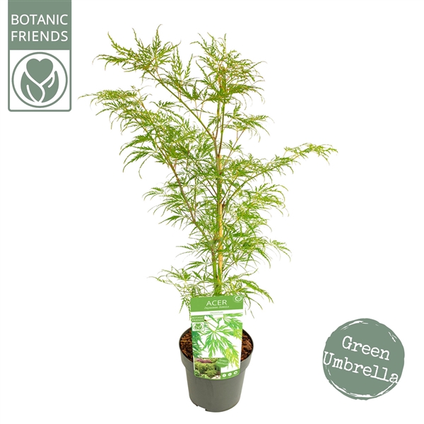 <h4>Acer palm. 'Dissectum' PREMIUM</h4>