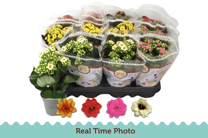 <h4>KAL GE GEM 4 KL</h4>