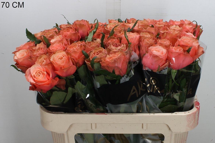 <h4>R Gr Kahala-bb</h4>