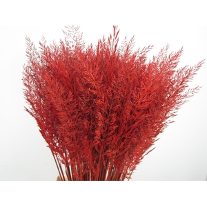 CALAMAGROSTIS BRACHY ROOD